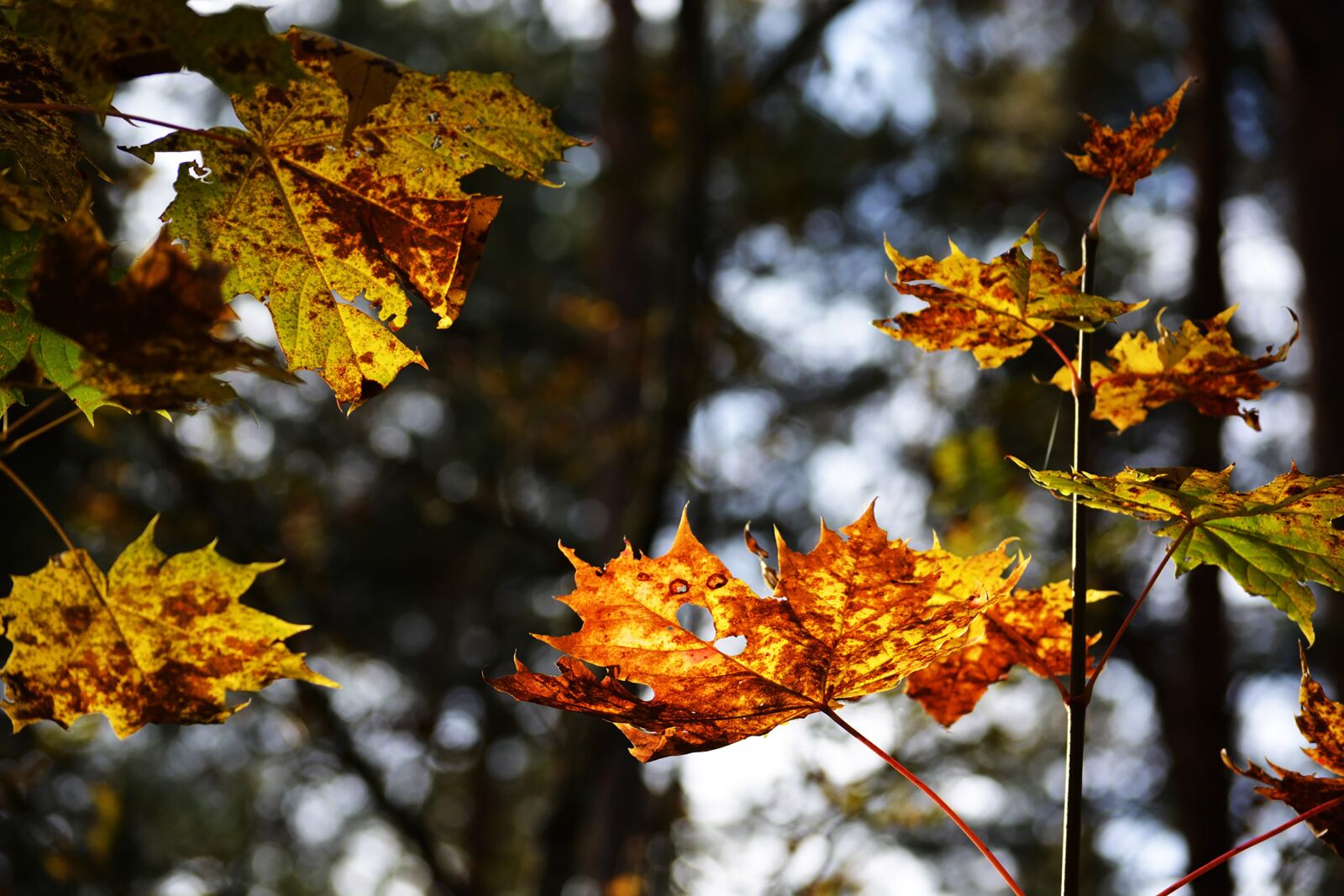 Nikon D5200 sample photo. Autumn, forest, maple photography