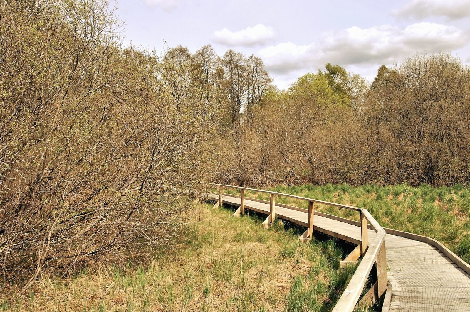 Nikon D40 sample photo. Tree, park, forest, grass photography