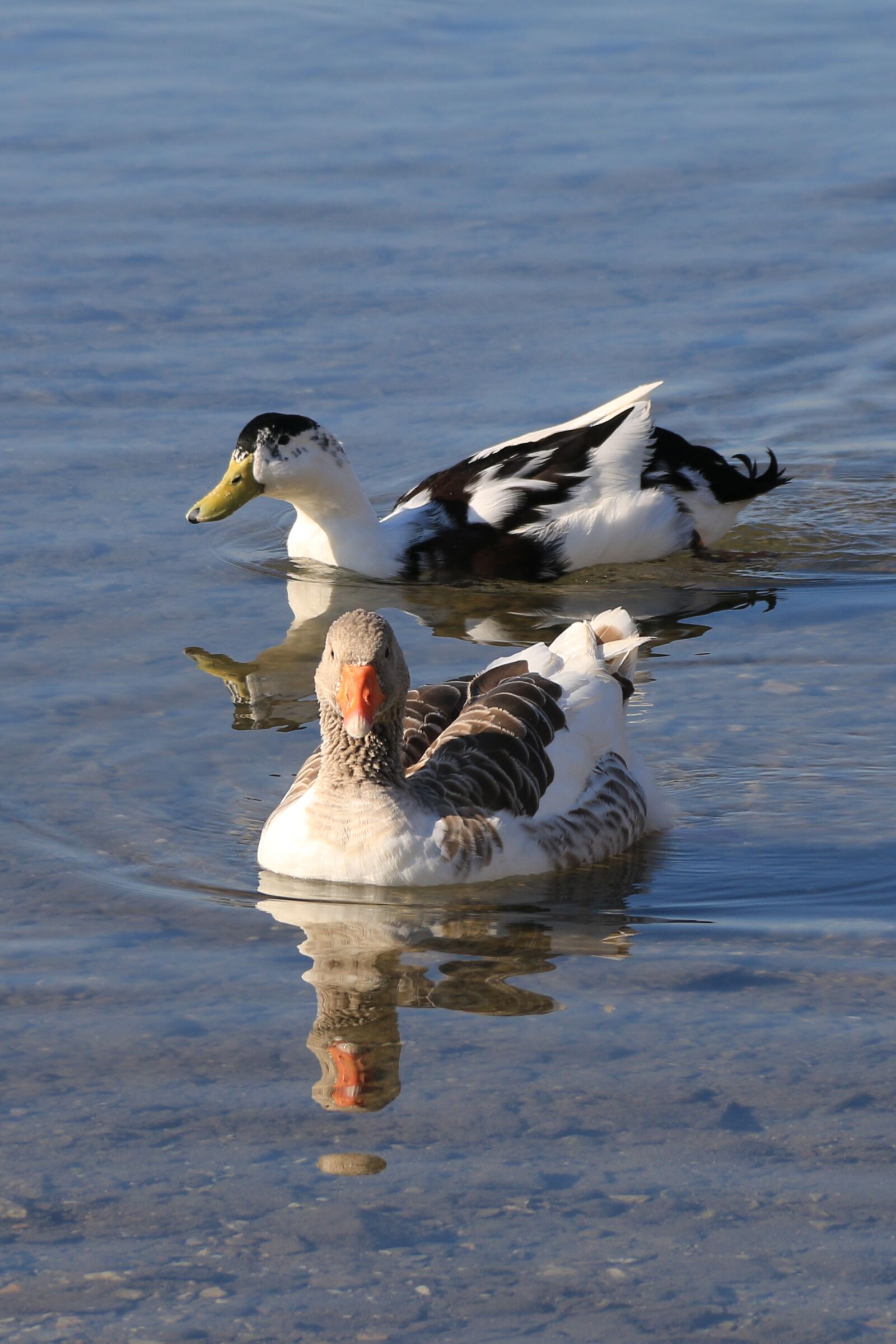 Canon EF-S 18-135mm F3.5-5.6 IS sample photo. Duck, marine, bird photography