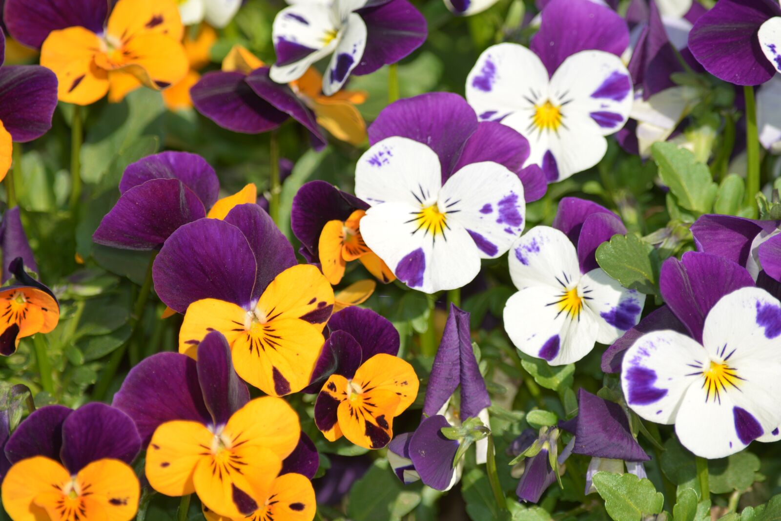 Nikon D7100 sample photo. Violet, colorful, garden photography
