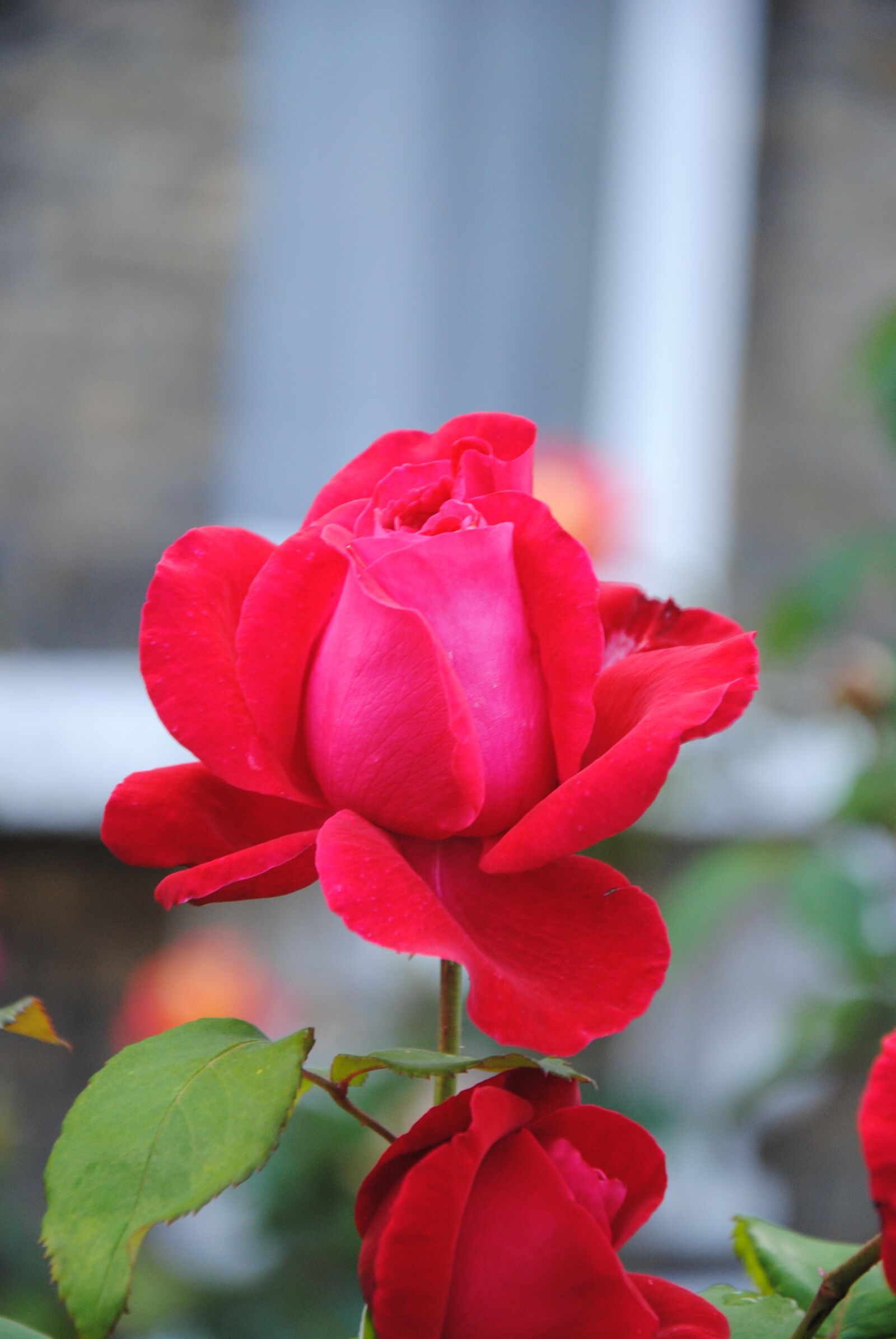 Nikon D3000 sample photo. "Red, rose, love" photography