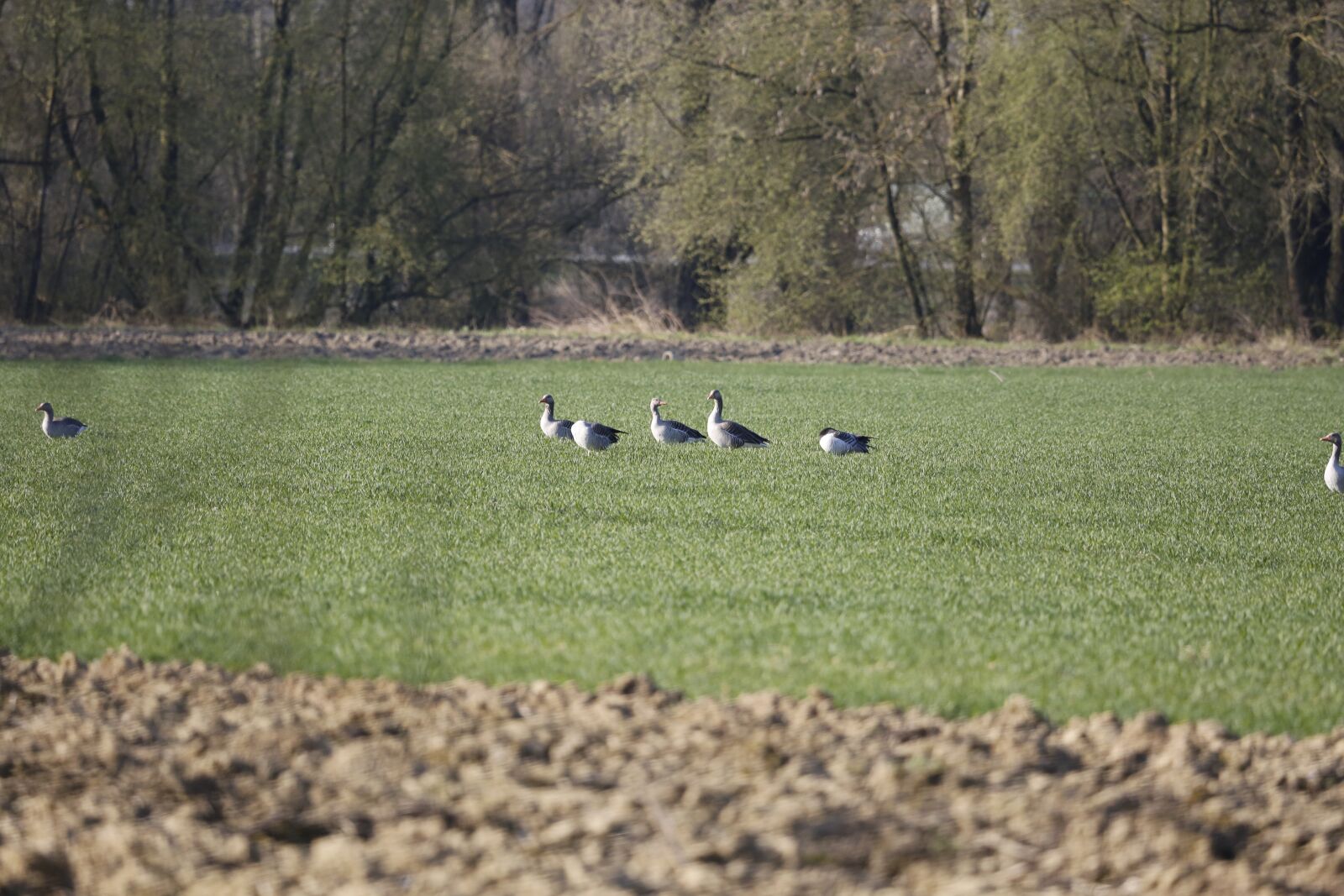 Canon EF 100-400mm F4.5-5.6L IS USM sample photo. Geese, grey geese, wild photography
