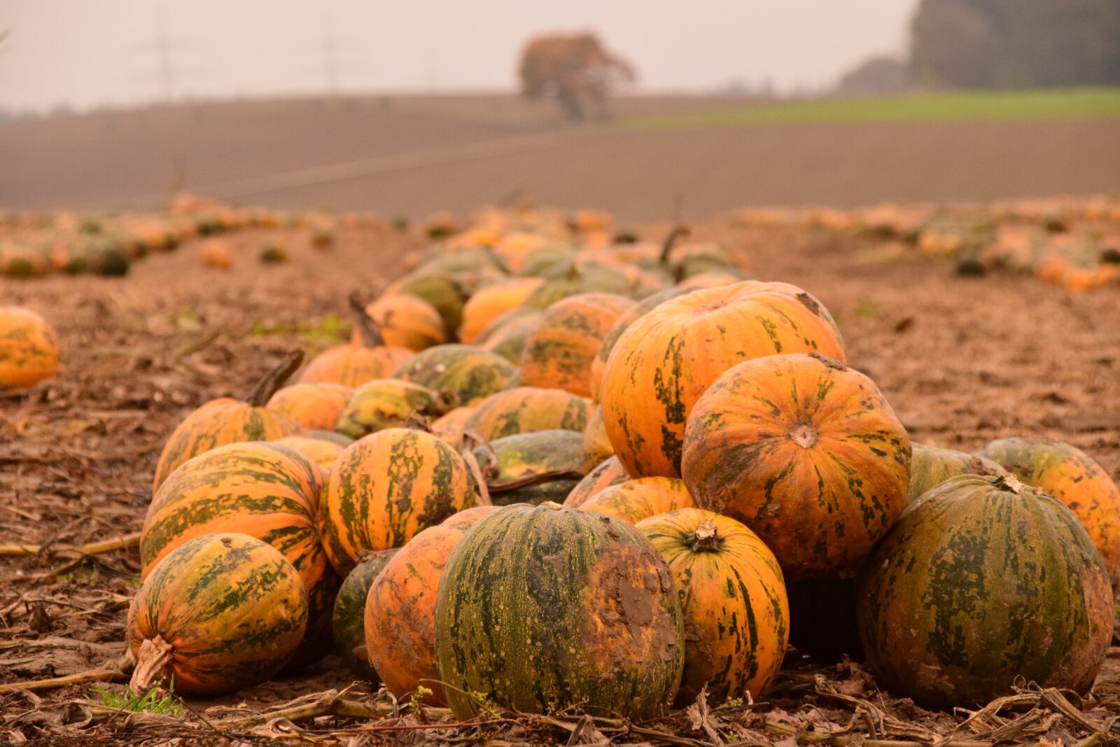 Nikon D3300 sample photo. Pumpkin, pumpkin box, autumn photography