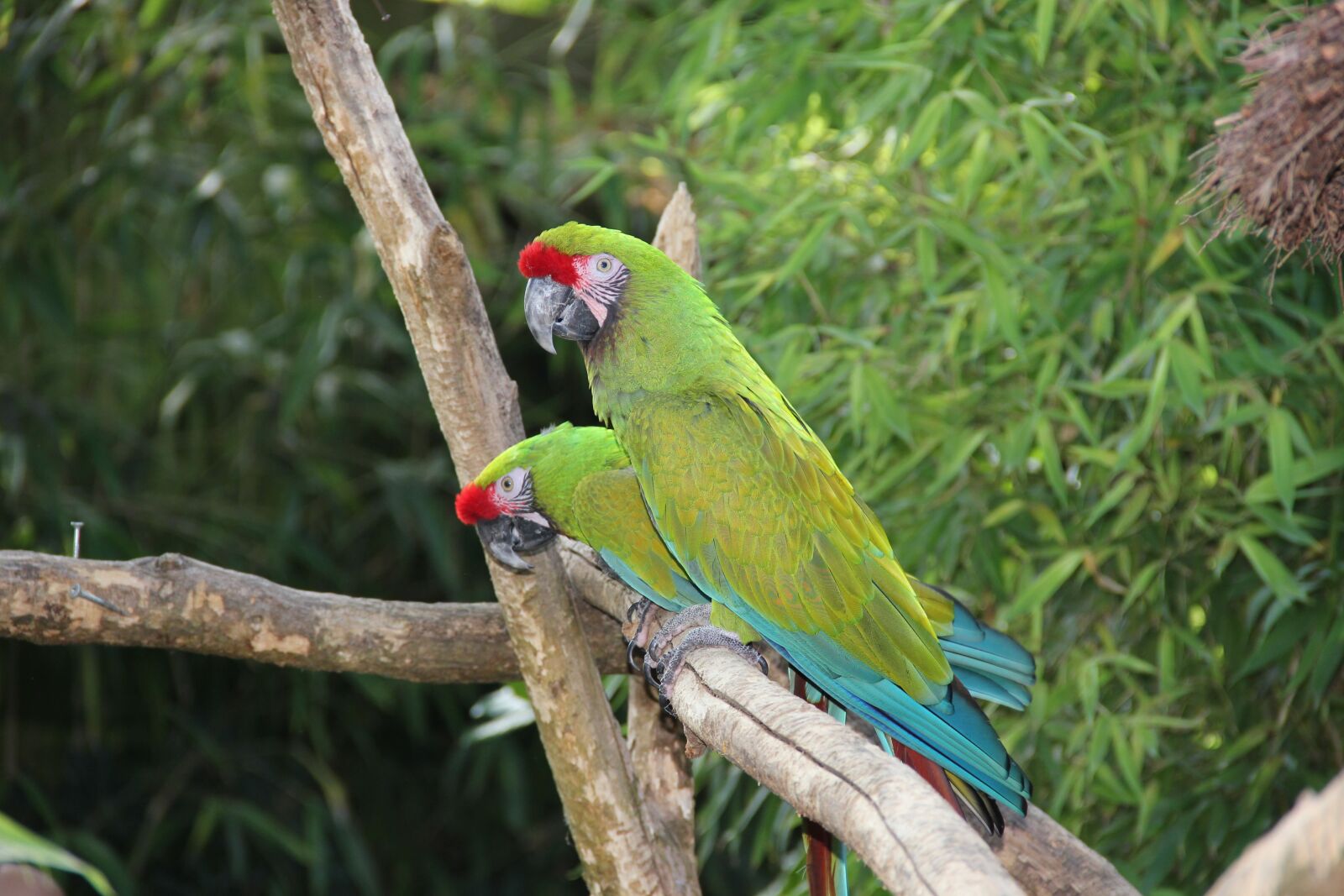 Canon EOS 550D (EOS Rebel T2i / EOS Kiss X4) sample photo. Parrot, nature, green photography