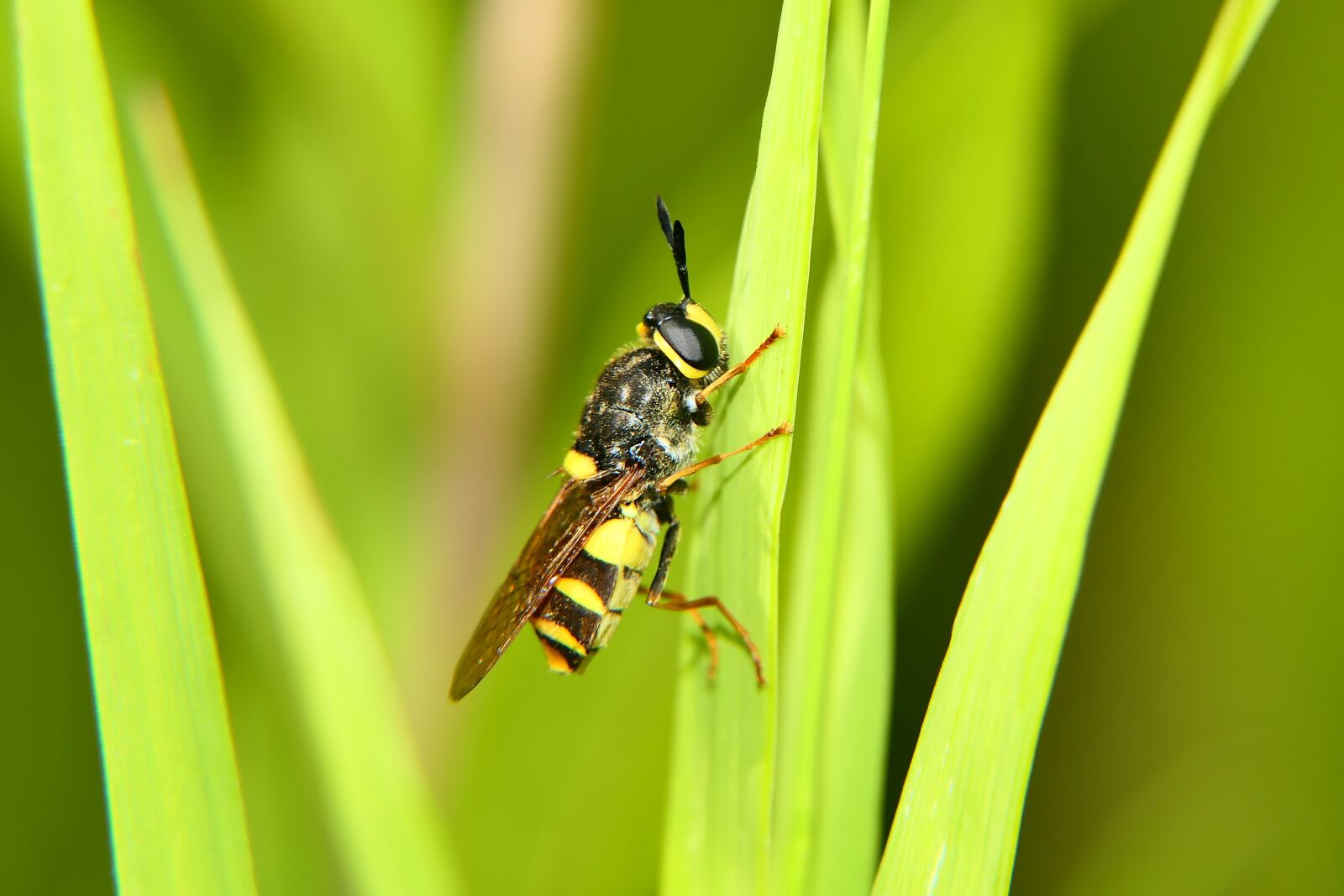 Panasonic Lumix DMC-FZ2500 (Lumix DMC-FZ2000) sample photo. Bzygowate, insect, muchówka photography