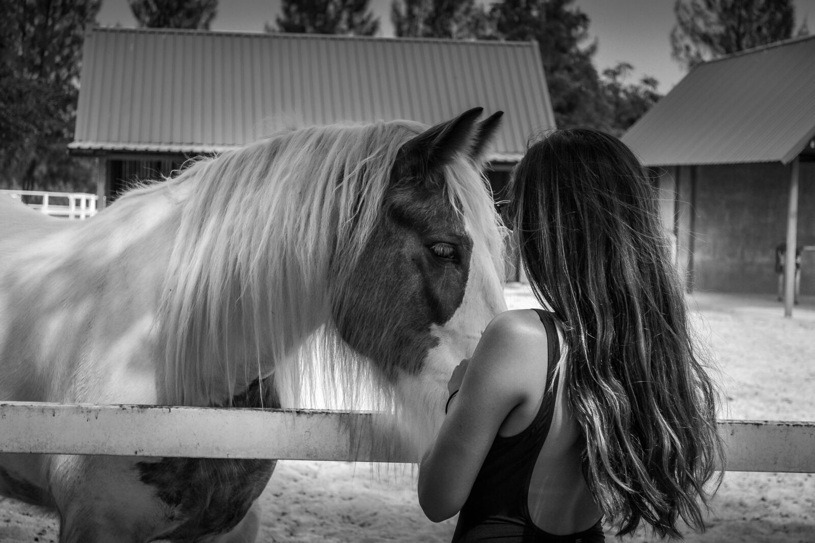 Nikon D3100 sample photo. Horse, country, animal photography