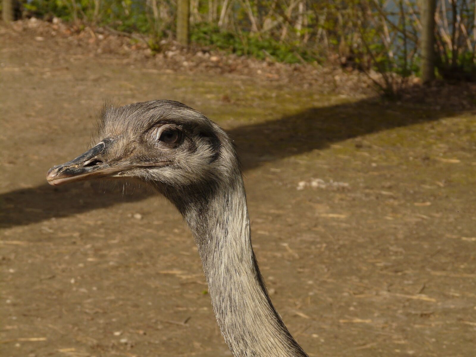Panasonic DMC-FZ18 sample photo. Rhea bird, bird, rhea photography