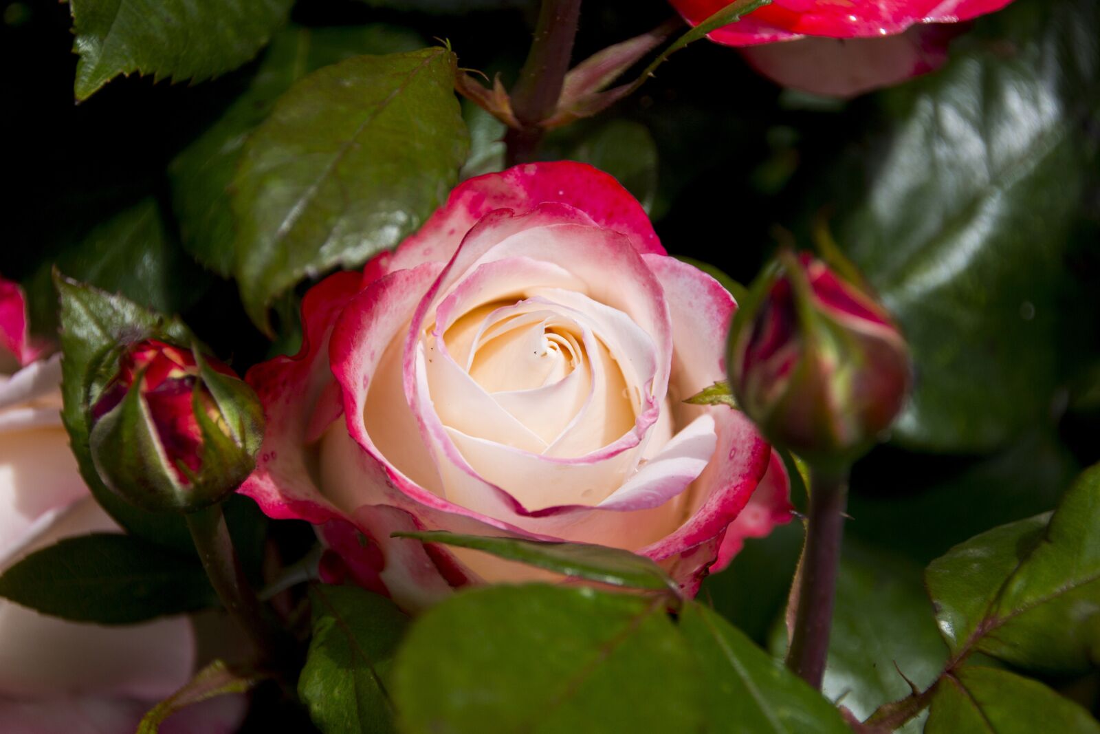 Canon EOS 60D sample photo. Rose, flower, blossom photography