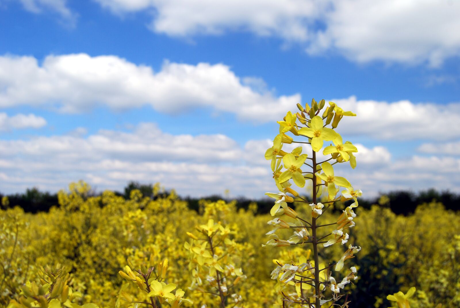 Nikon D40X sample photo. Kale, flower, crop photography