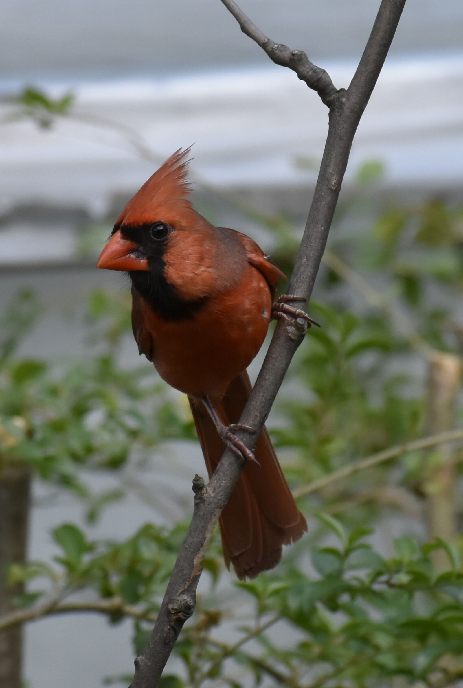 Nikon D7200 sample photo. Bird, nature, wildlife photography