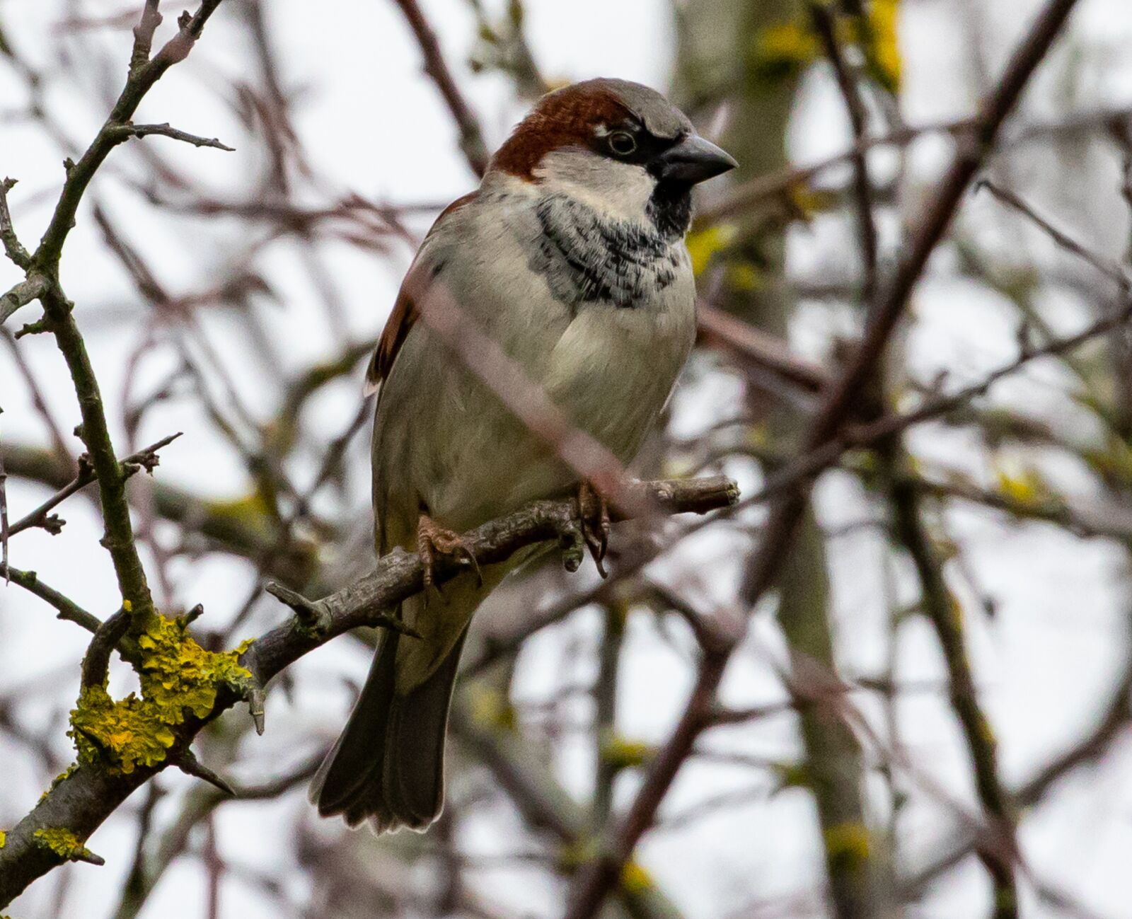 Canon EOS 7D Mark II sample photo. Sparrow, hedge sparrow, garden photography