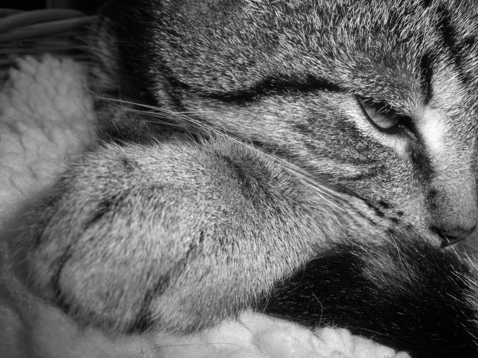 Nikon Coolpix S560 sample photo. Cat, black, white photography