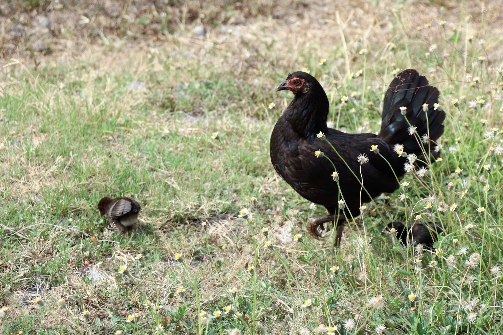 Canon EOS 77D (EOS 9000D / EOS 770D) sample photo. Chicken, chickens, young photography