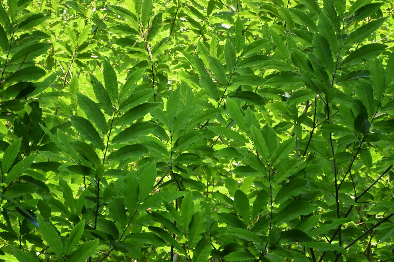 Nikon D5200 sample photo. Leaves, shrub, plants photography