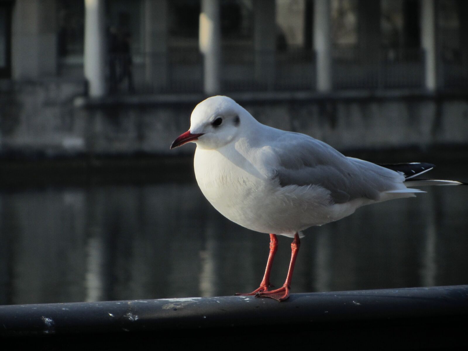 Canon PowerShot SX220 HS sample photo. Seagull, railing, zurich photography