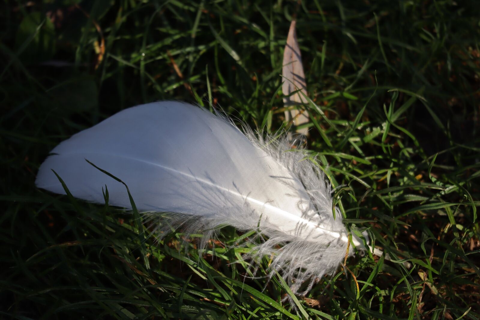 Canon EOS M50 (EOS Kiss M) sample photo. Feather, white, bird photography