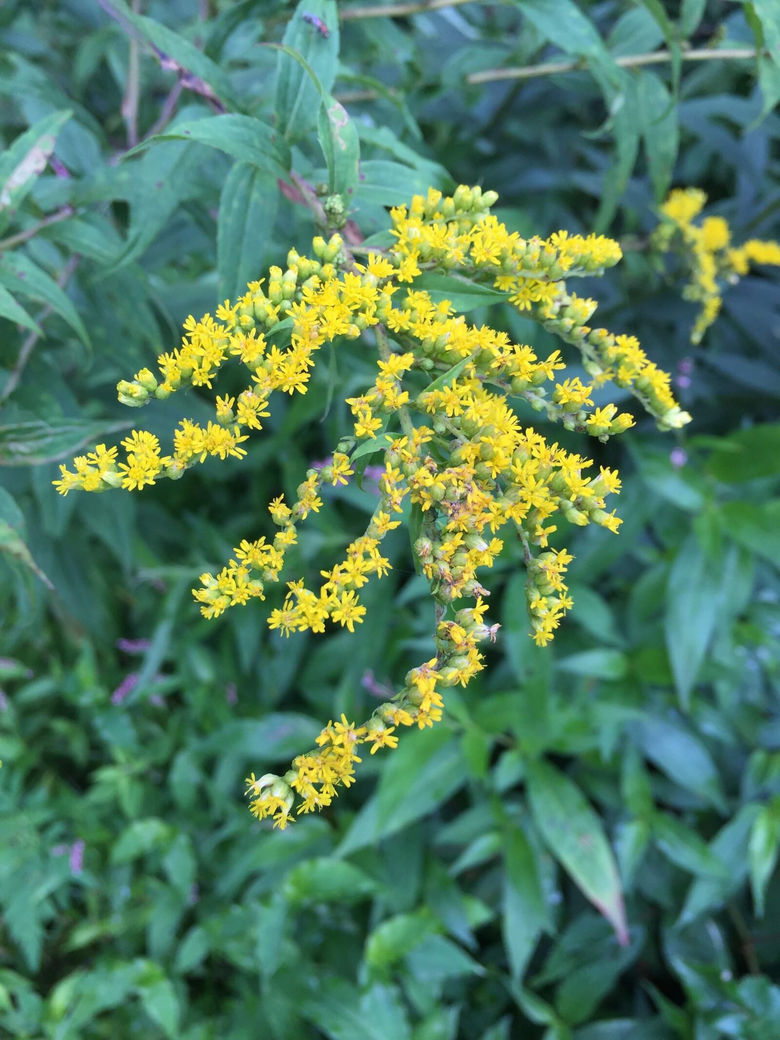 Apple iPhone 6 sample photo. Flower, yellow, nature photography