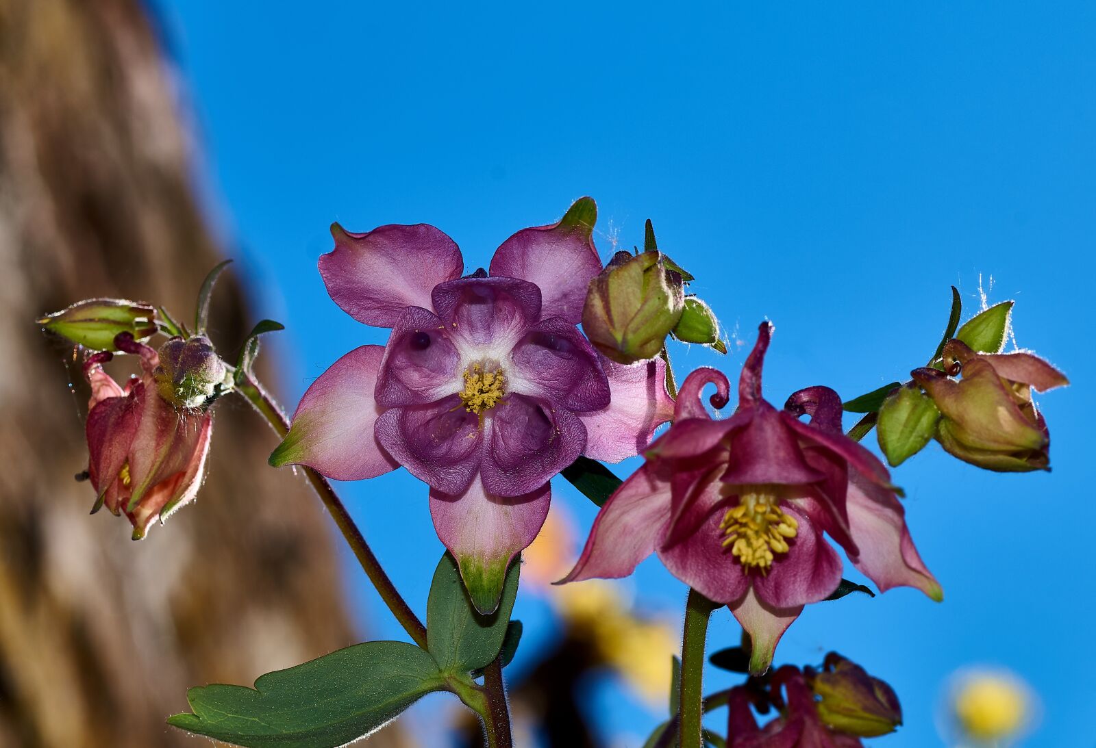Sony SLT-A58 sample photo. Blue, blossom, bloom photography