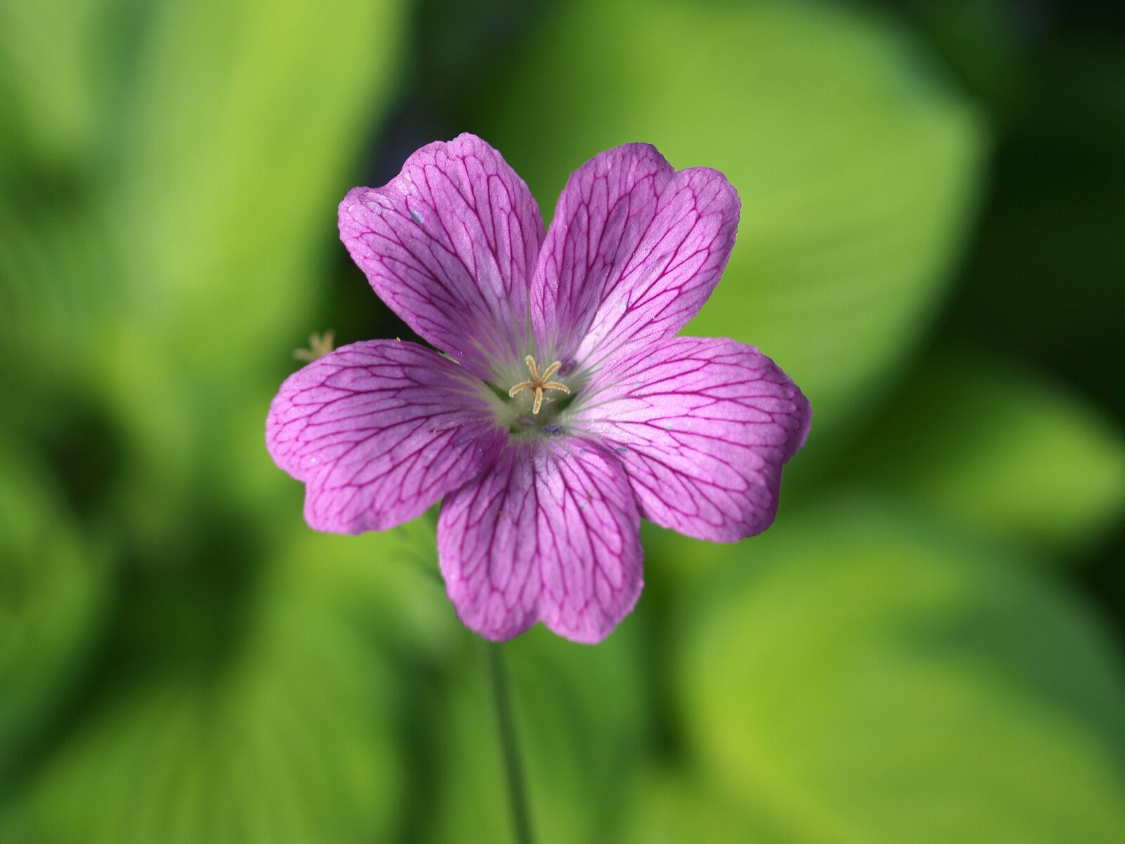 Olympus E-520 (EVOLT E-520) sample photo. Geranium, flower, purple photography