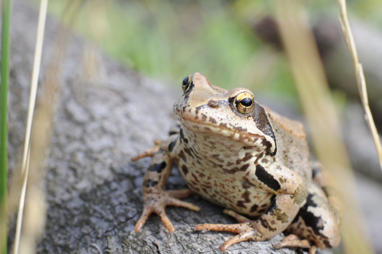 Nikon D300 sample photo. The frog, sitting, beige photography