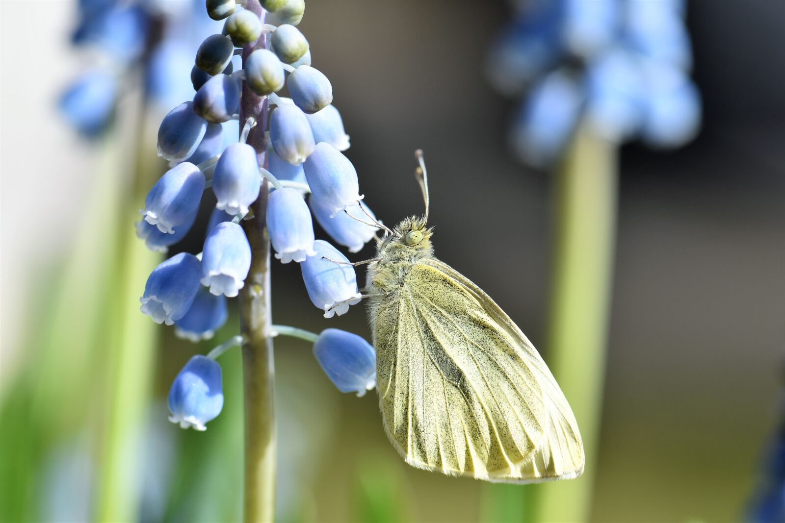 Nikon D5500 sample photo. Butterfly, gonepteryx rhamni, animal photography