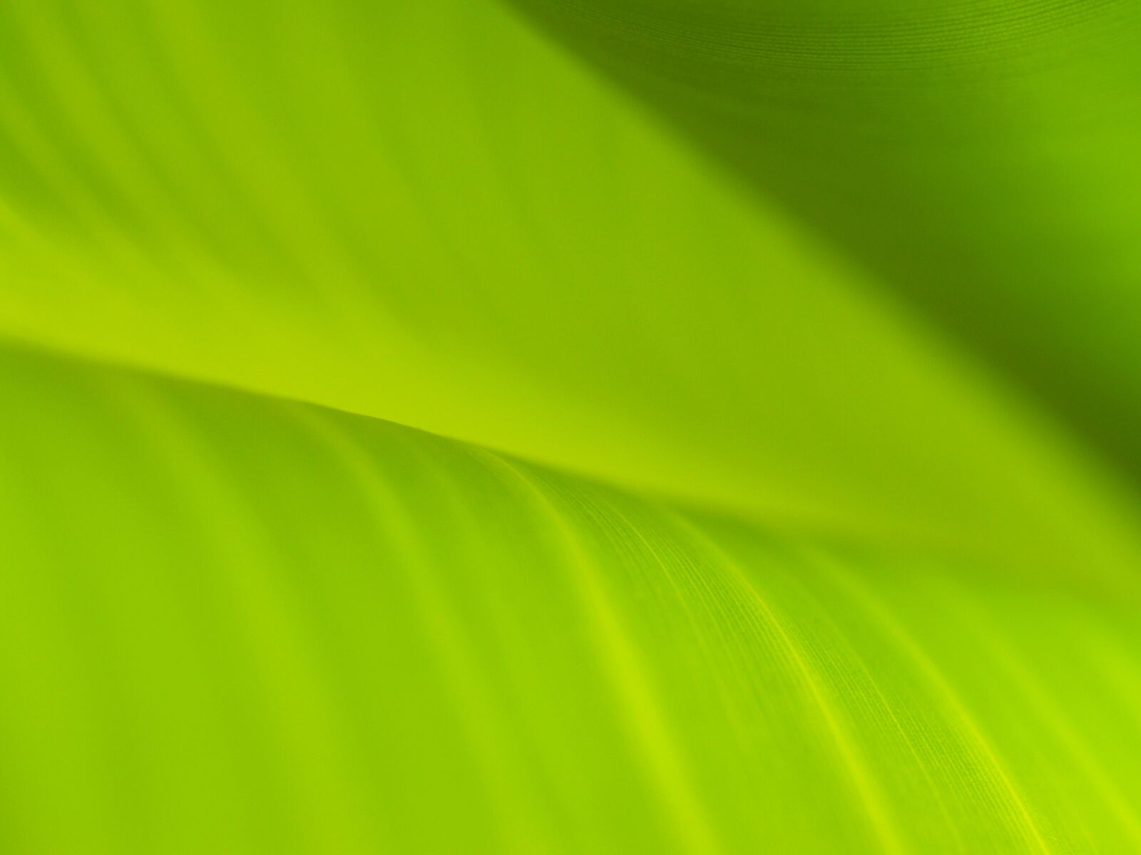 Olympus E-300 (EVOLT E-300) sample photo. Background, banana, leaves, drop photography