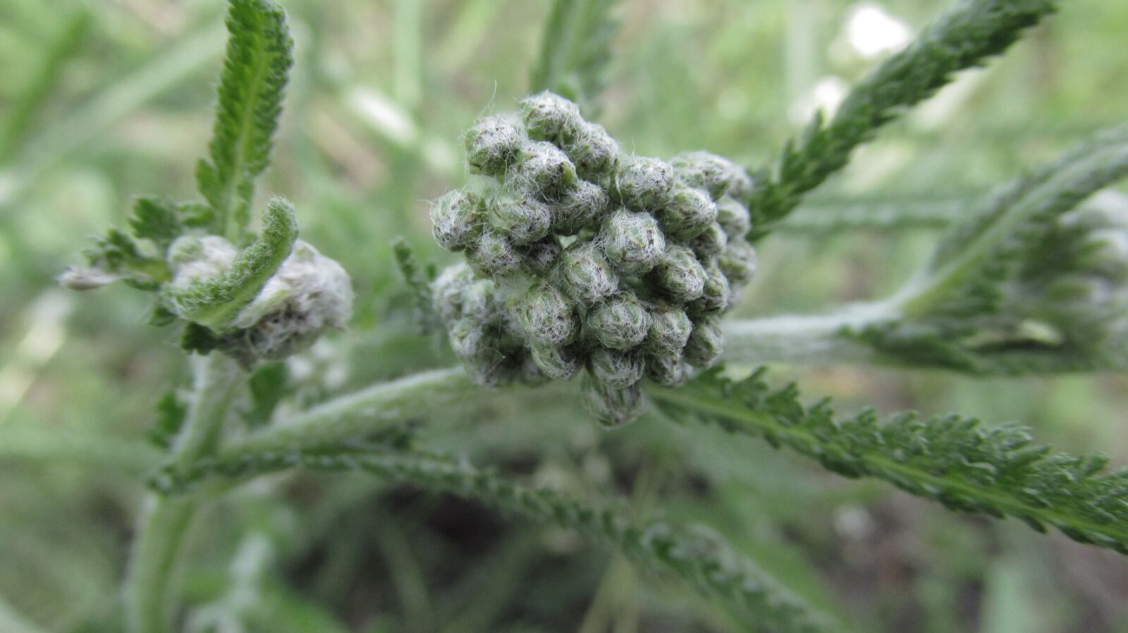 Canon PowerShot SX160 IS sample photo. Green, nature, plant photography