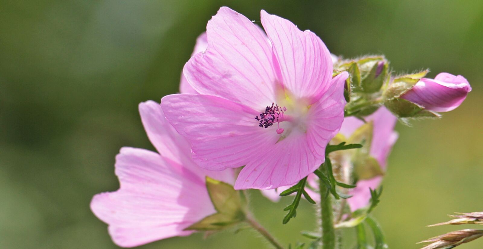 Canon EOS 550D (EOS Rebel T2i / EOS Kiss X4) sample photo. Sigmar wurz, mallow, rose photography