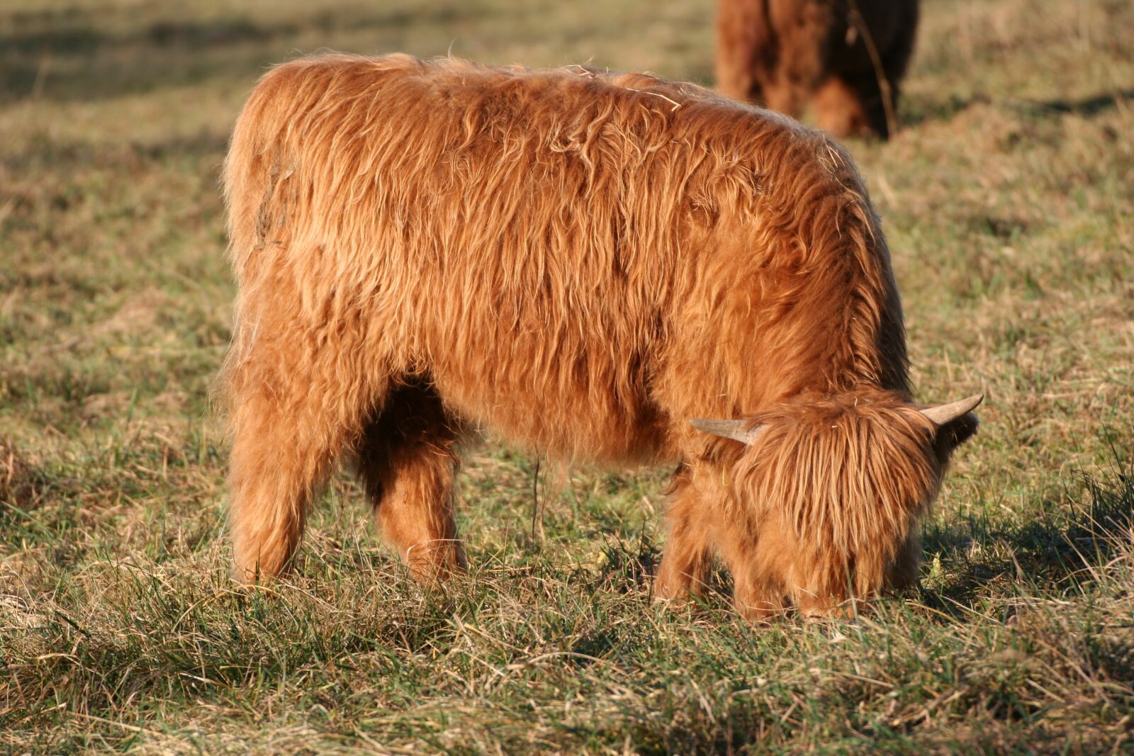 Canon EOS 350D (EOS Digital Rebel XT / EOS Kiss Digital N) sample photo. Beef, highlands, cow photography