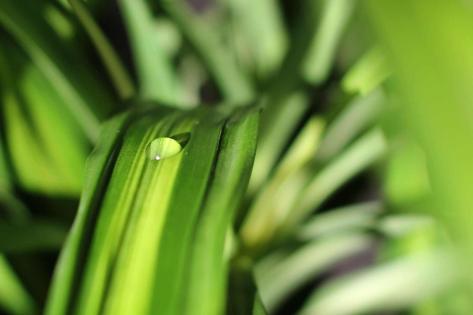 Canon EF 50mm F1.4 USM sample photo. Drop of water, plant photography