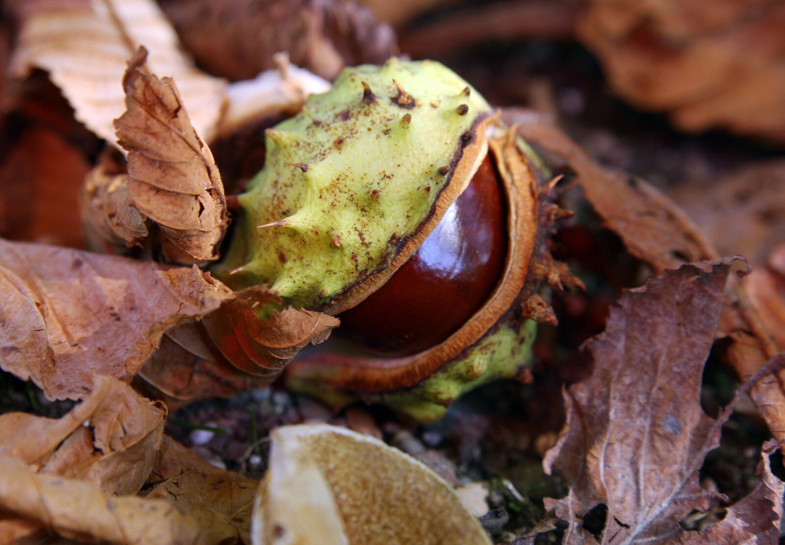 Canon EOS 40D sample photo. Chestnut, autumn, forest photography