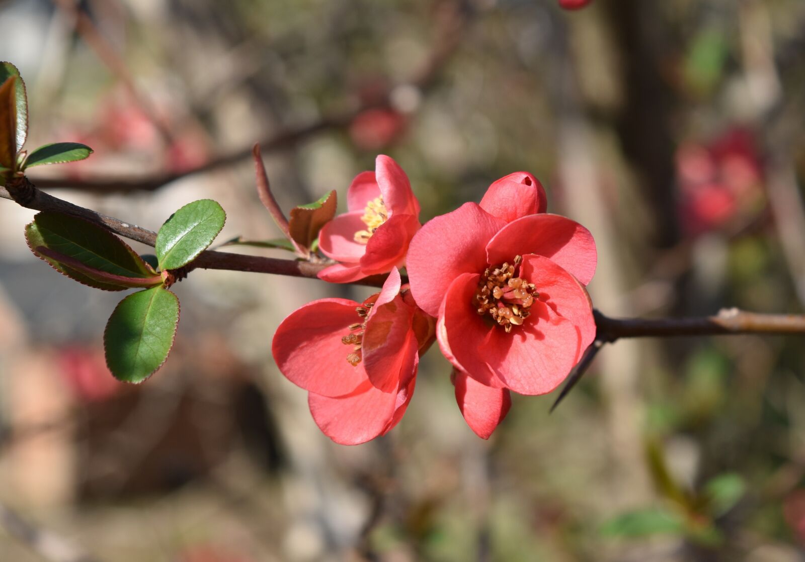 Nikon D5500 sample photo. Nature, flower, outdoors photography
