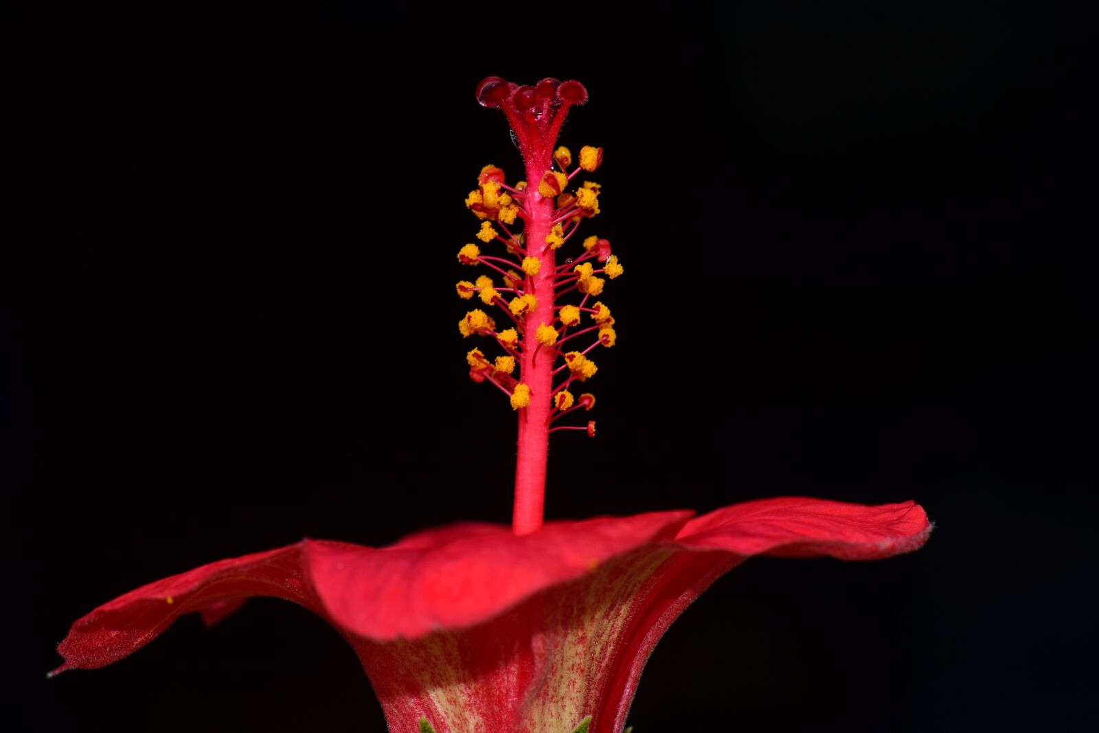 Nikon D3300 sample photo. Hibiscus, blossom, bloom photography