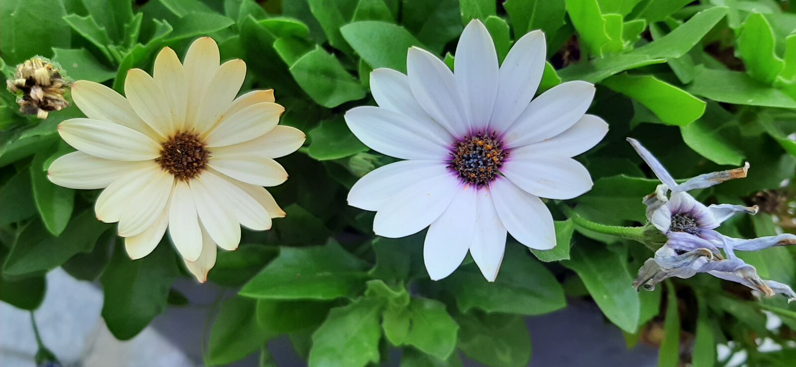 Samsung Galaxy A50 sample photo. Flowers, spring summer white photography