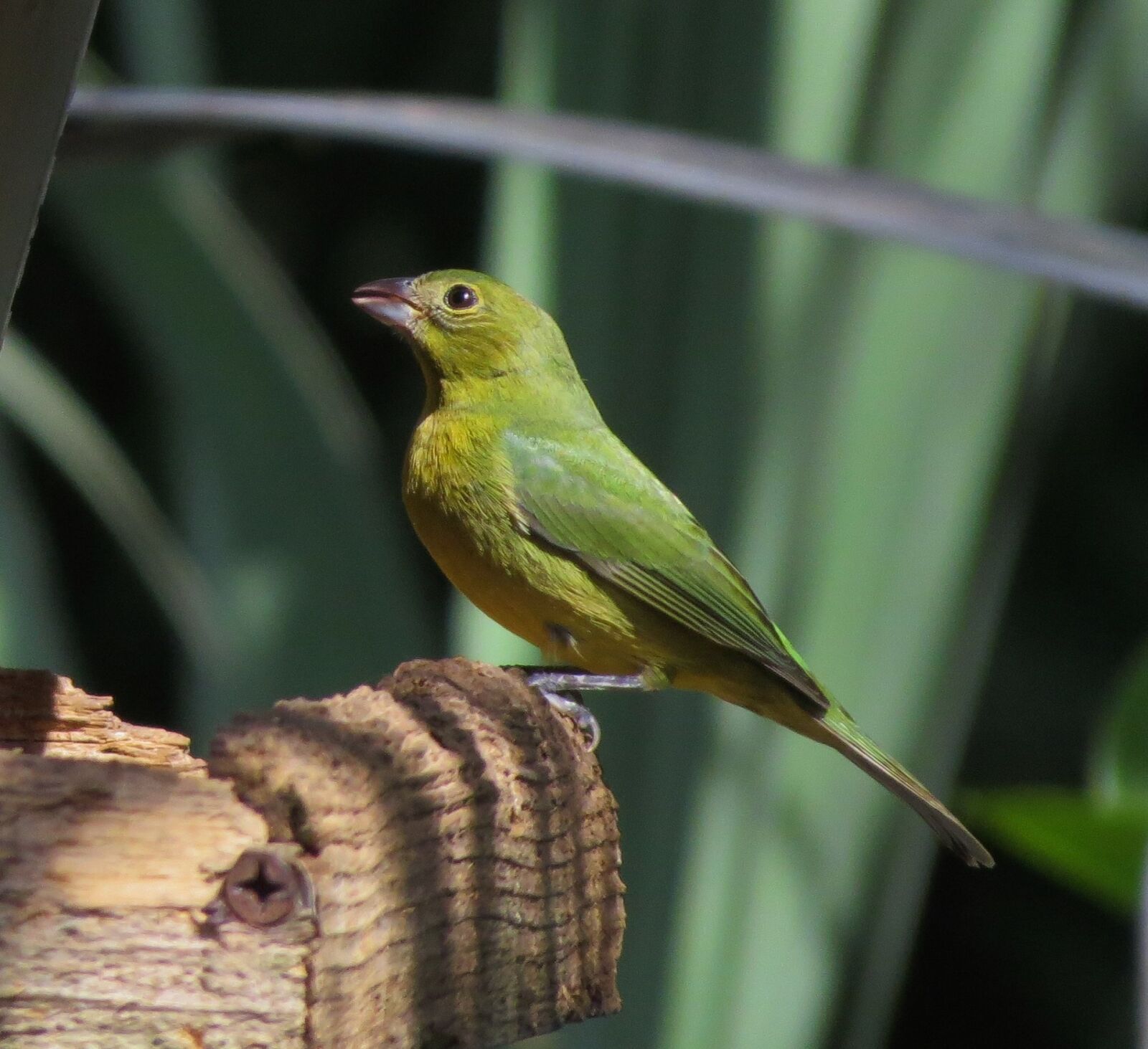 Canon PowerShot SX50 HS sample photo. Painted bunting, bird, perched photography