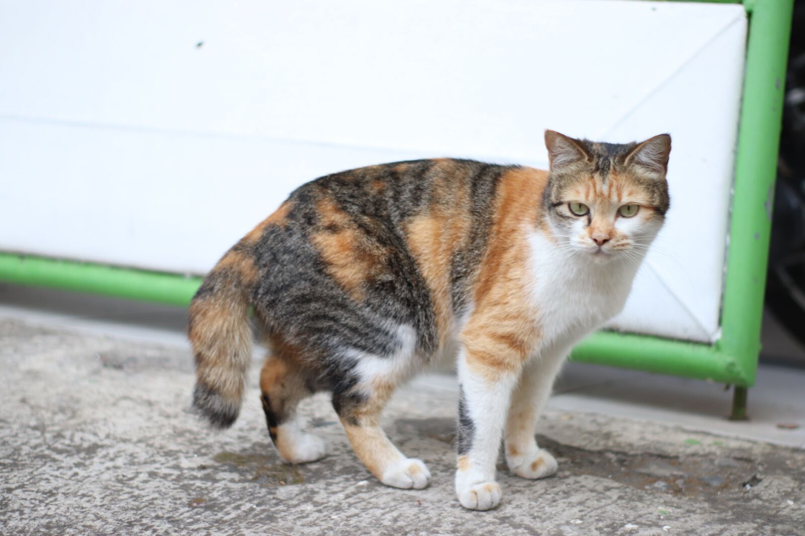 YN50mm f/1.8 II sample photo. Cat, door, dog photography