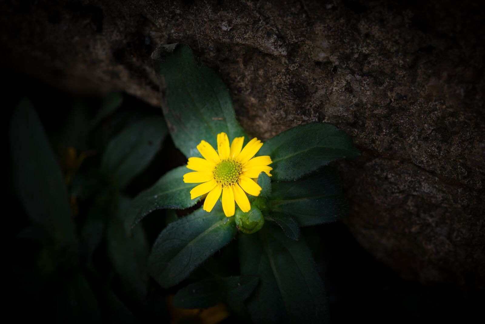 Nikon D750 sample photo. Hussar button, flower, blossom photography