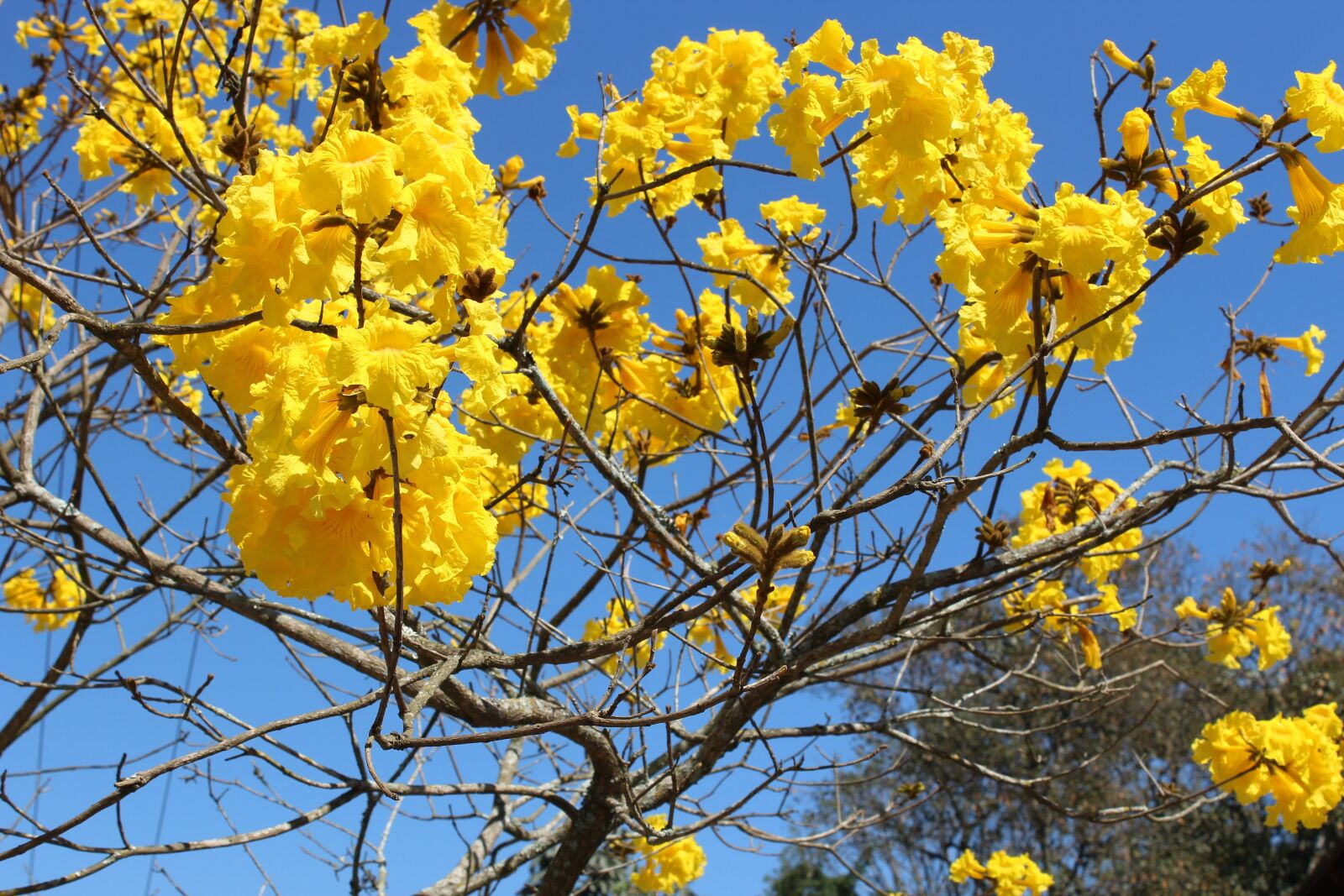Canon EOS 1200D (EOS Rebel T5 / EOS Kiss X70 / EOS Hi) sample photo. Flowers, yellow, ipê photography