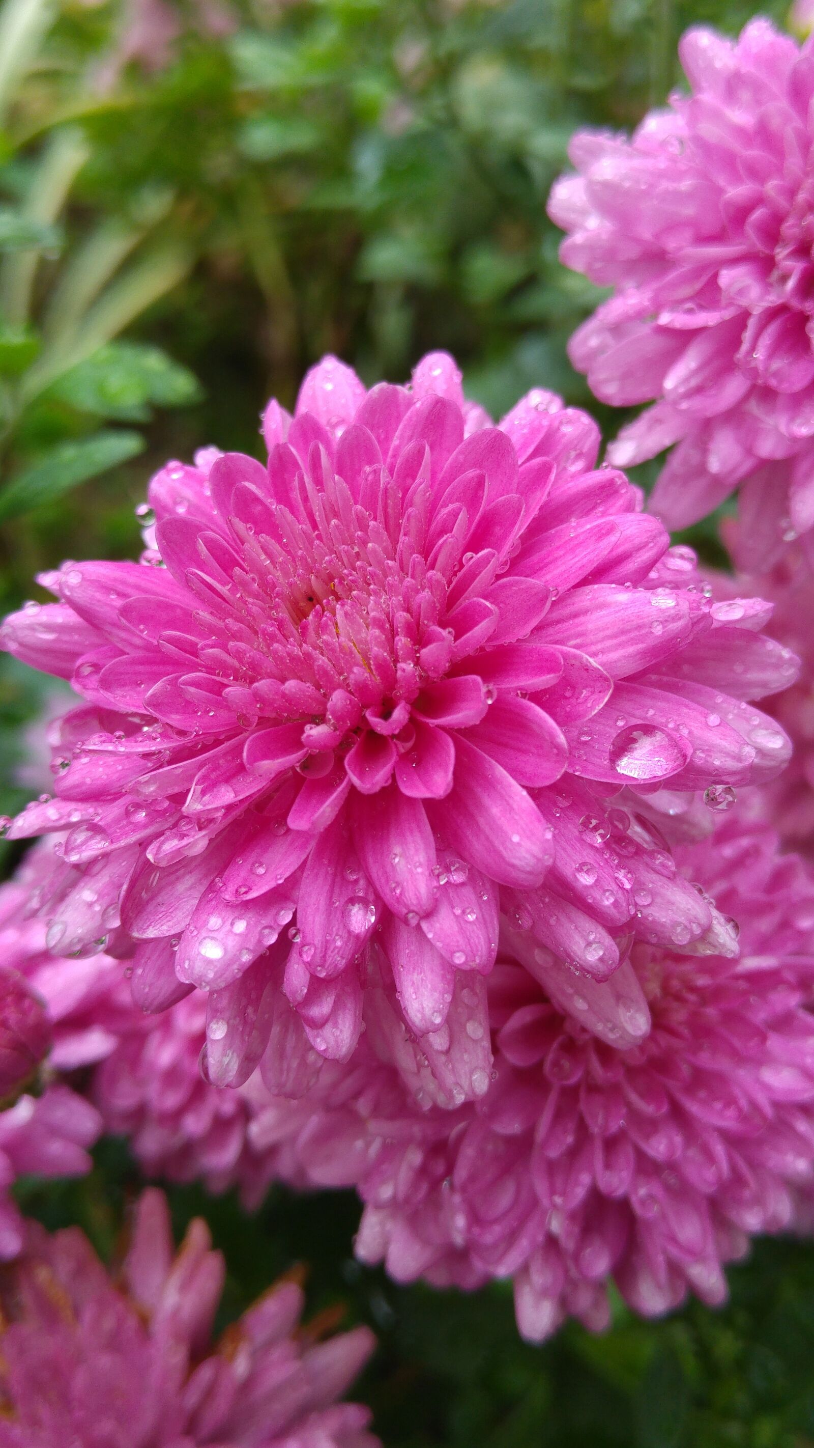 LG G4 sample photo. Flower, pink, gardeb photography
