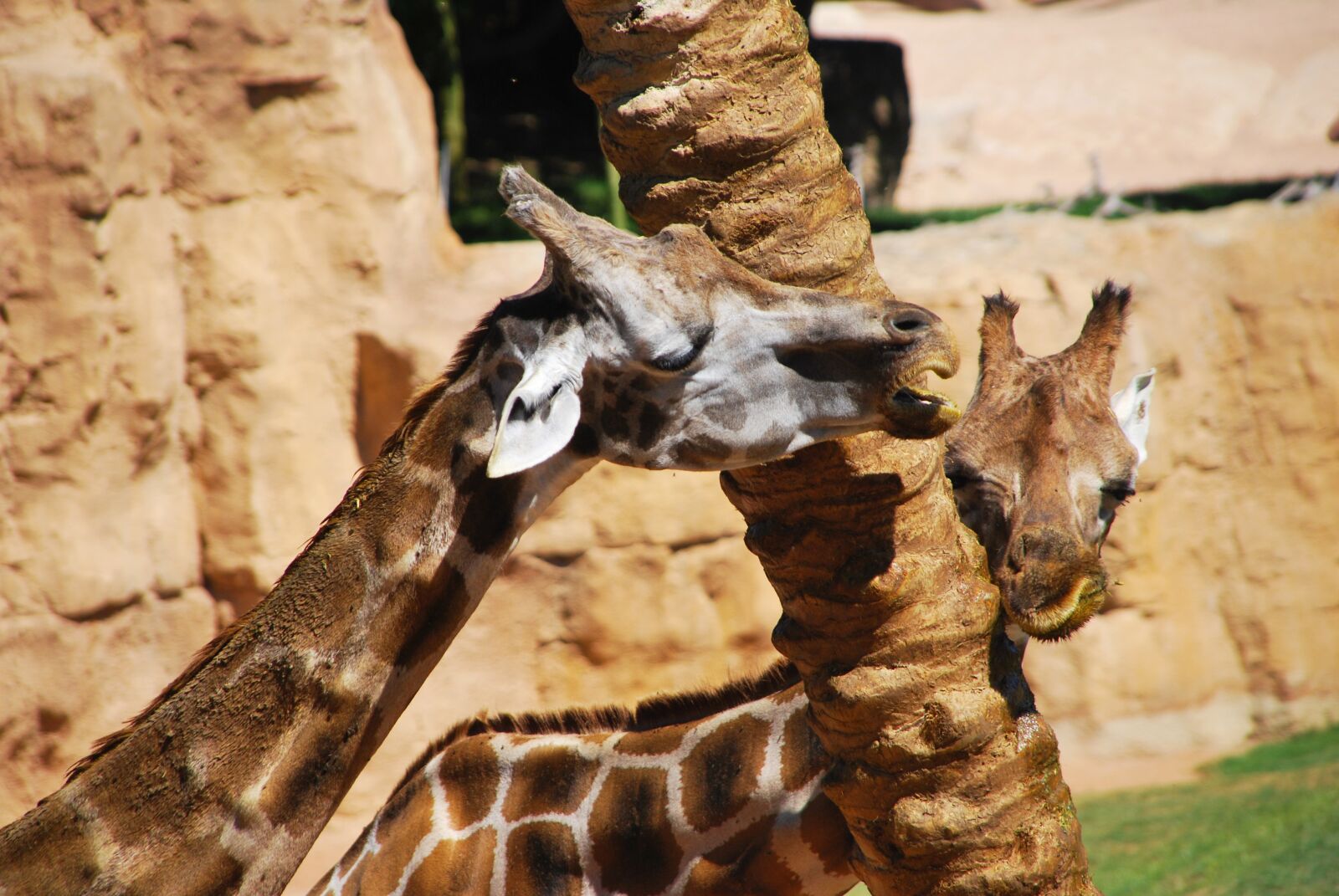 Nikon D60 sample photo. Giraffe, love, tree photography