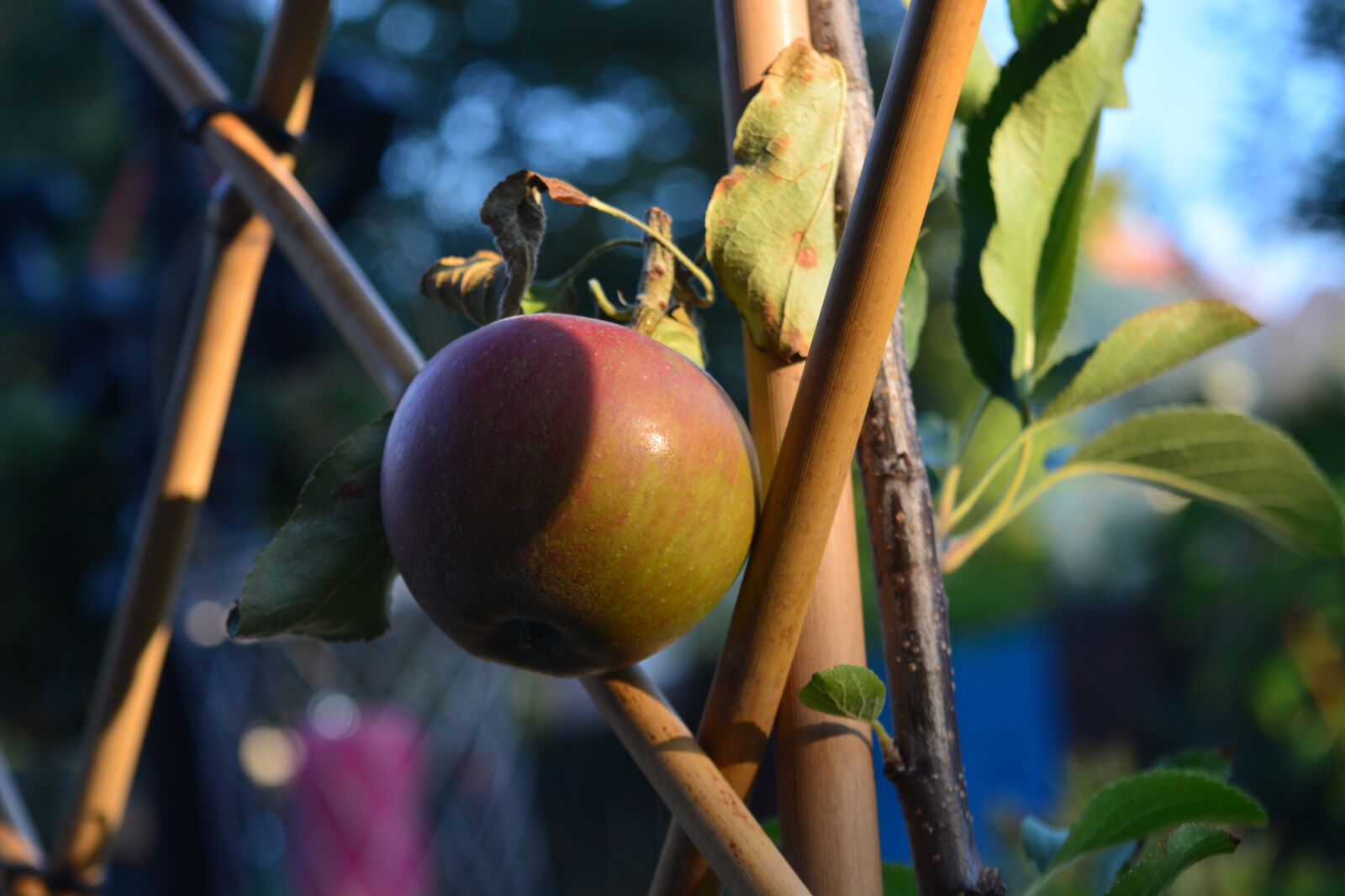 Nikon D5200 sample photo. Apple, apple, tree, fresh photography