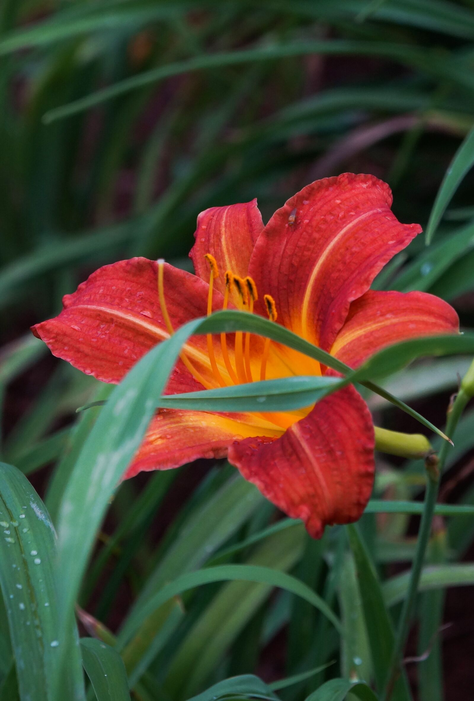 Sony Alpha a3000 + Sony E 18-55mm F3.5-5.6 OSS sample photo. Flower, floc, nature photography