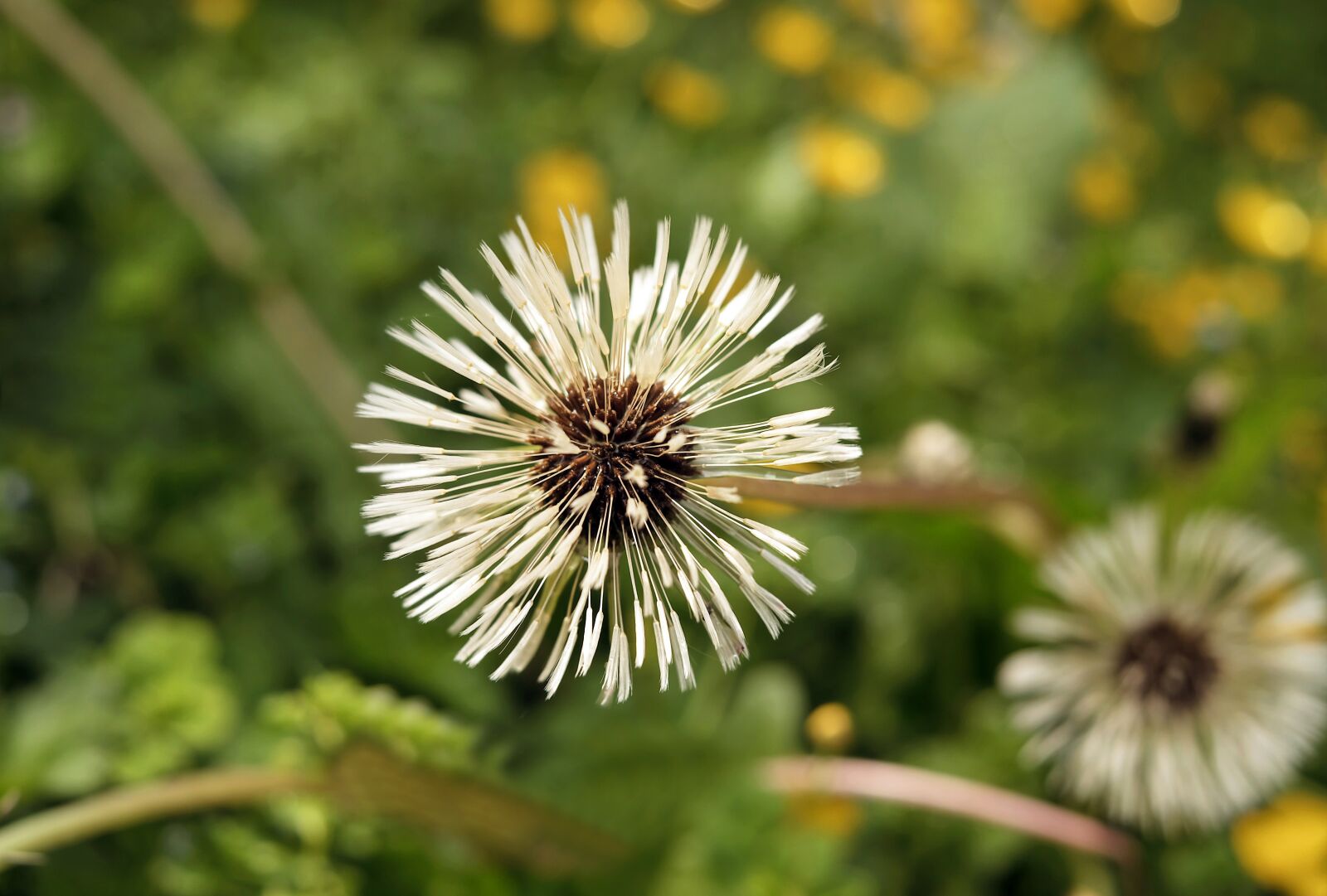 Fujifilm X-T10 + Fujifilm XF 35mm F1.4 R sample photo. Dandelion, flower, wet photography