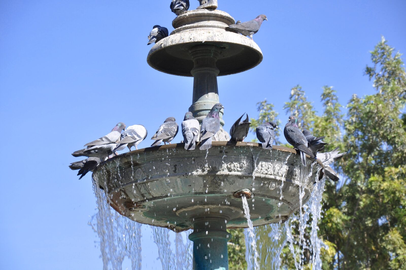 Nikon D90 sample photo. Source, pigeons, pool photography