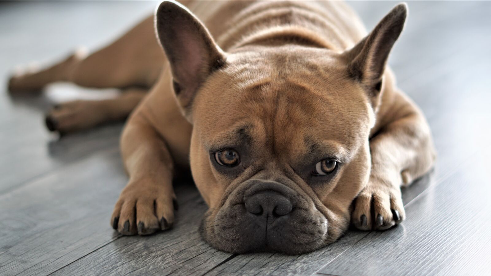 Sony FE 50mm F1.8 sample photo. French bulldog, dog, pet photography