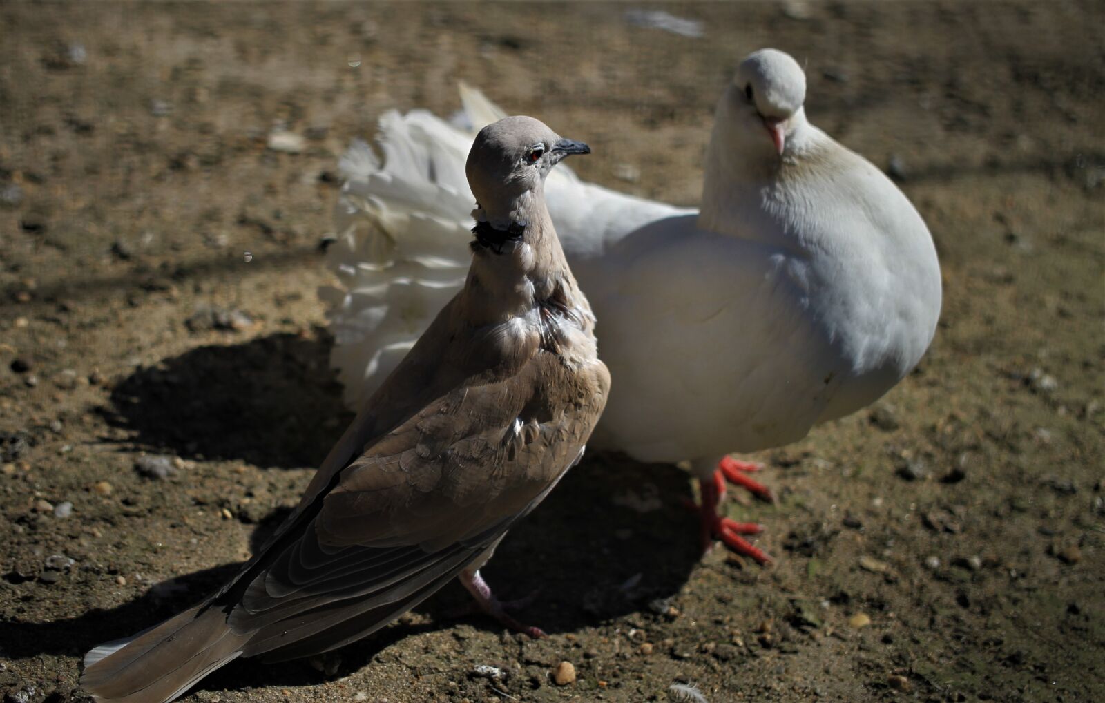 Canon EOS 7D sample photo. Pigeons, love dance, courtship photography