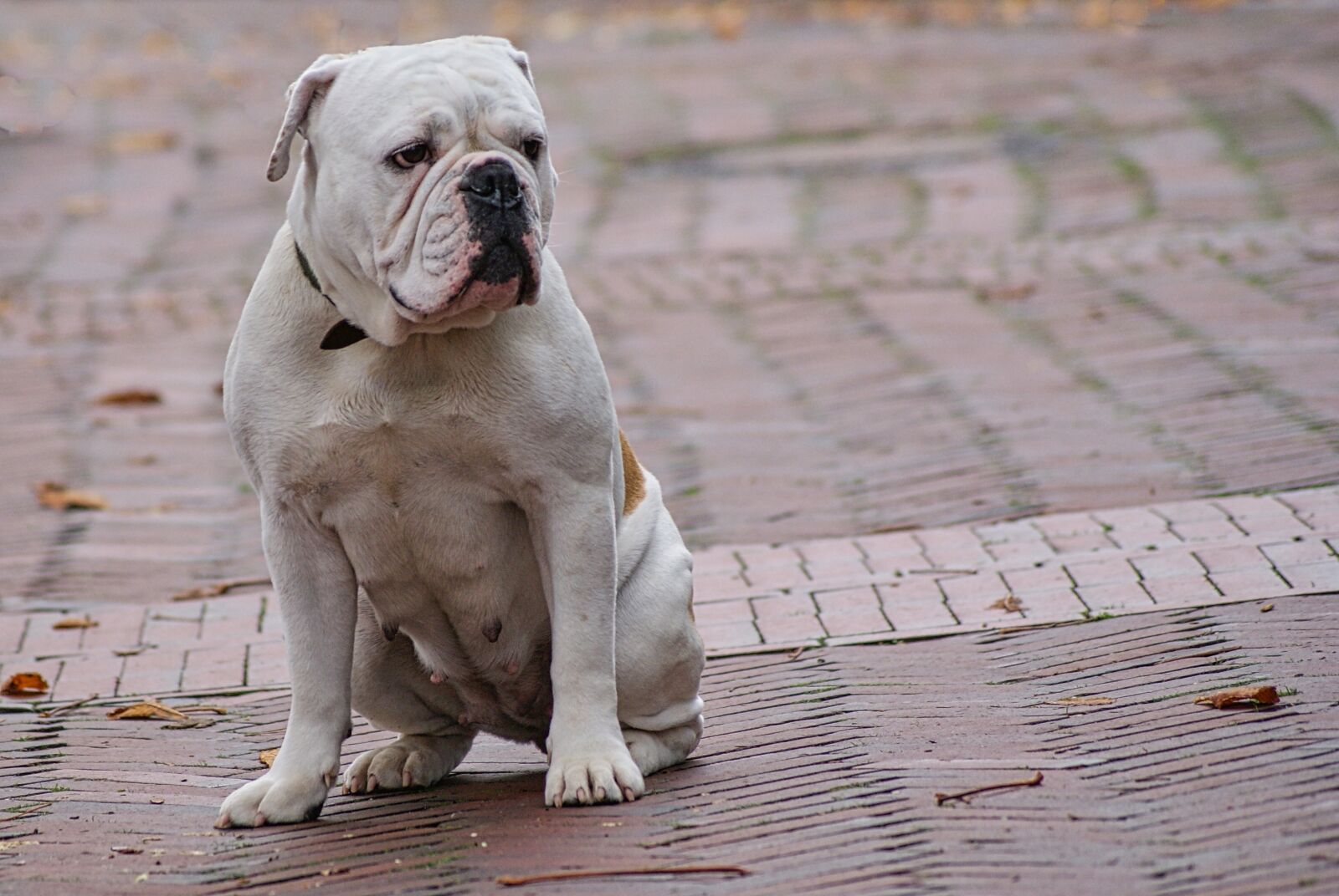 Sony Alpha DSLR-A200 sample photo. Dog, bulldog, pet photography