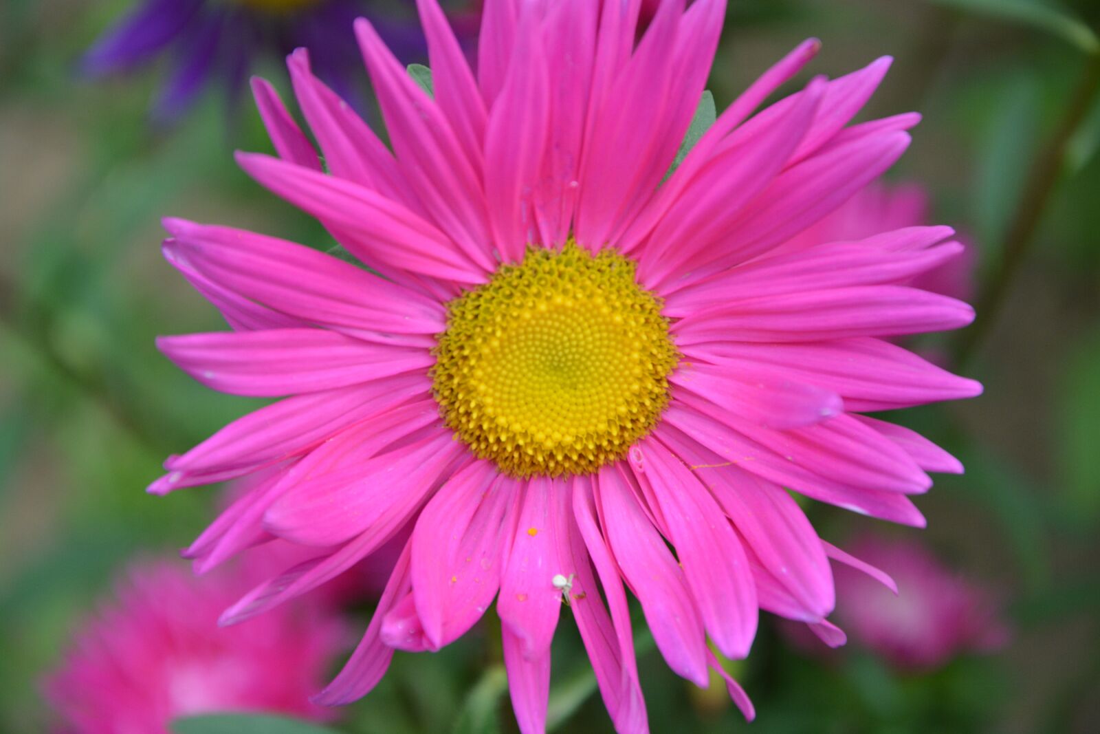 Nikon D5200 sample photo. Flower, bright pink, marguerite photography
