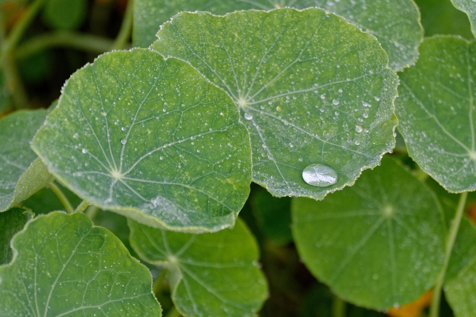 Nikon D5200 sample photo. Nasturtium, nasturtiums, foliage photography