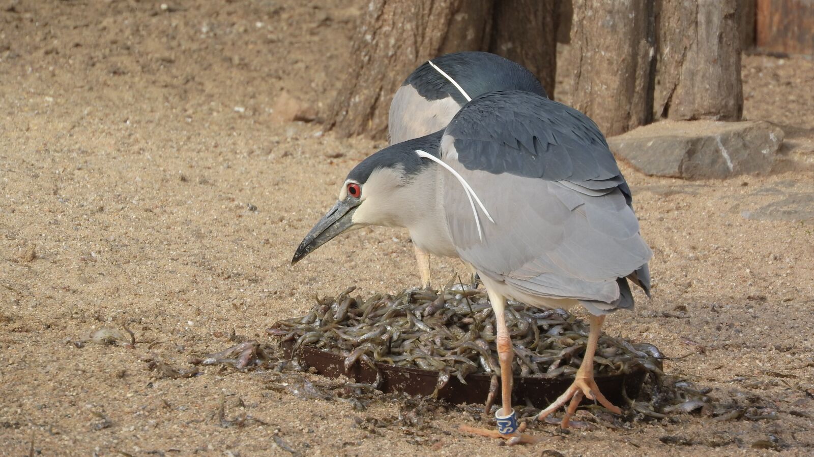 Nikon Coolpix P610 sample photo. Night heron, night heron photography